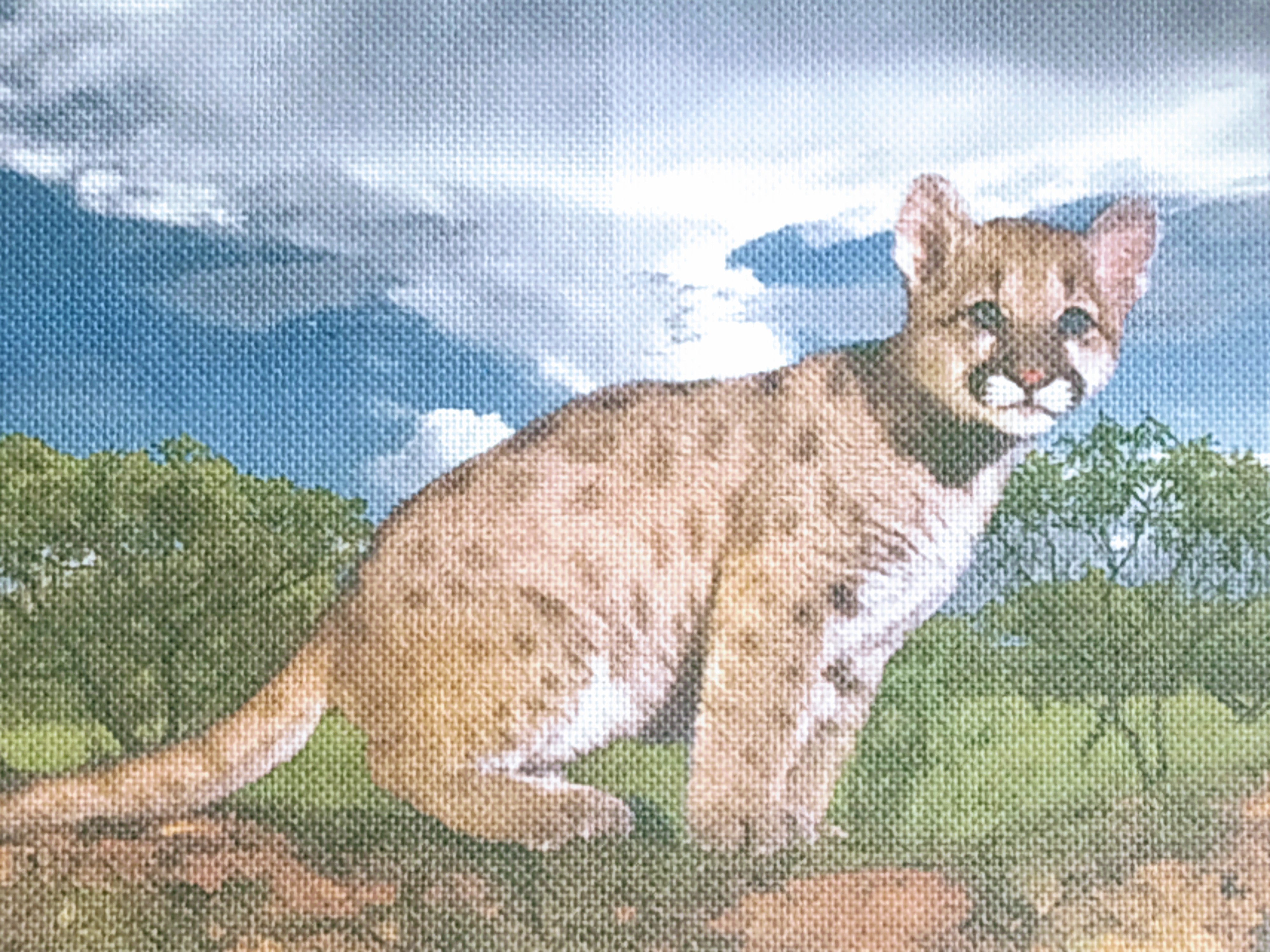 Рисунок на канве (Рус.Ск.)Маленький леопард Ж-31, 33х46 см