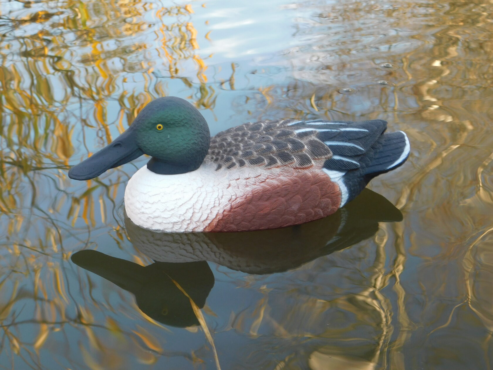 Чучело утки "Широконоска селезень" (рельеф) дл. 28см