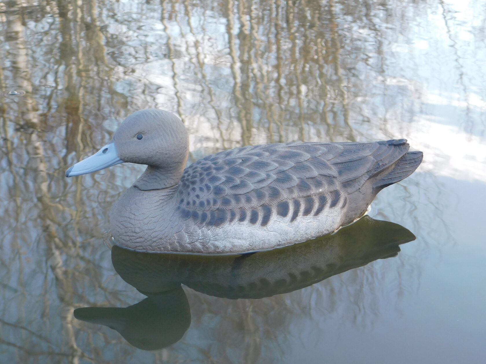 Чучело утки "Шилохвость утка" (рельеф) дл. 37 см