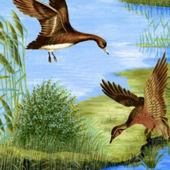 Ткань 100% хлопок, ширина 110 см,3652-8335-6