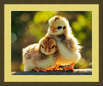 Набор для вышивания "Galla Collection" А 406 "Цыплята" 31 х 25 см