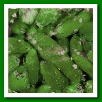 Декоративные элементы YW179, 50гр	7708971 цвет: зеленый